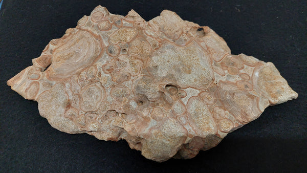 Oncolytic Stromatolites