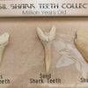 Fossil Shark Teeth Collection