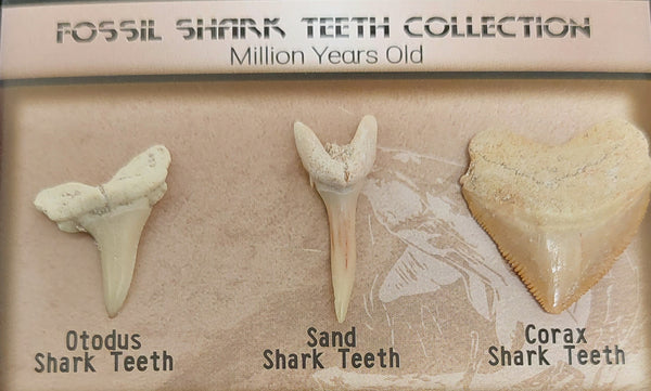 Fossil Shark Teeth Collection