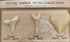 Fossil Shark Teeth Collection