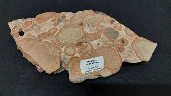 Oncolytic Stromatolites