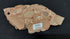 Oncolytic Stromatolites