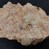 Oncolytic Stromatolites